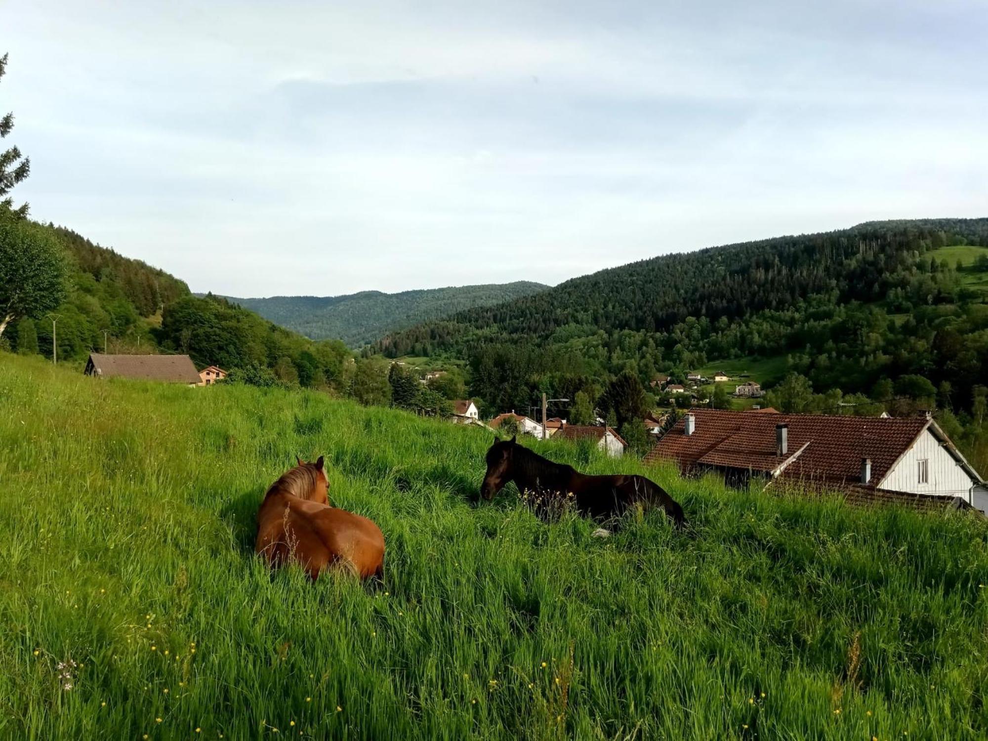 Gite De Famille Dans Les Vosges Saint-Maurice-sur-Moselle Eksteriør billede